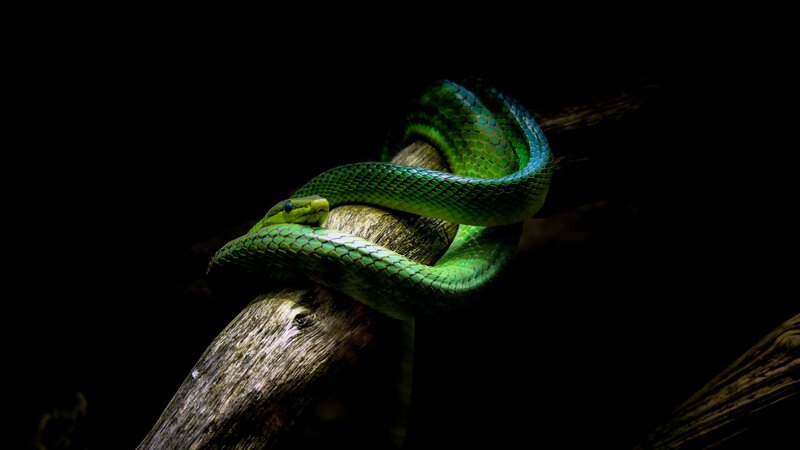 Green Snake on Branch — Dramatic, Night, Photograph