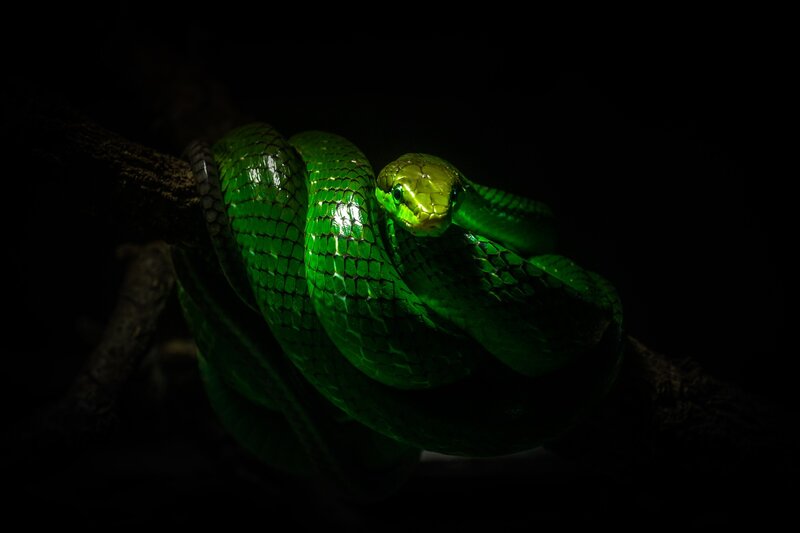 Green Snake on Branch — Dramatic, Night