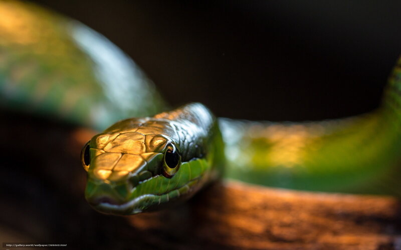 Green Snake on Branch — Dramatic, Photograph
