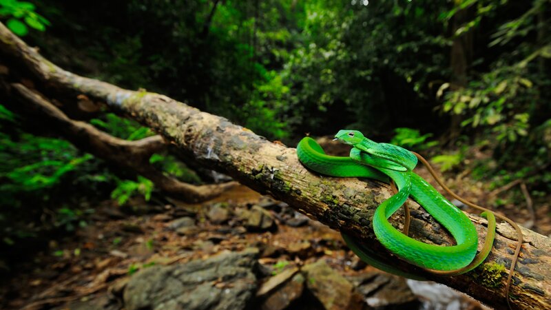 Green Snake on Branch — Natural