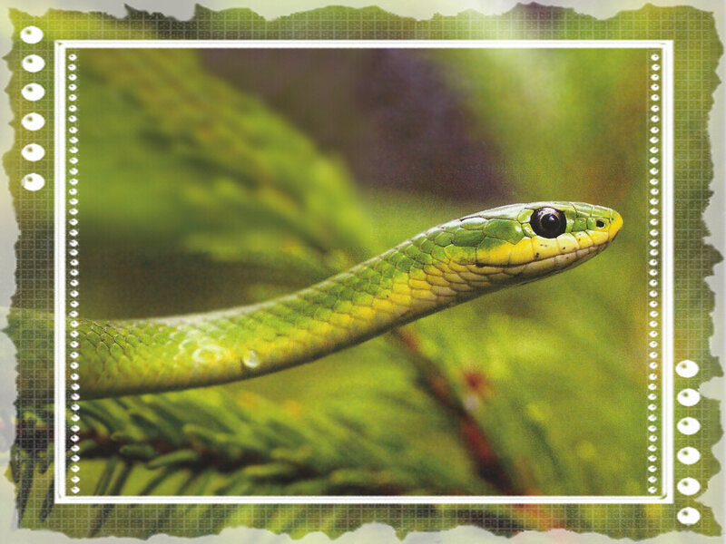 Green Snake on Branch