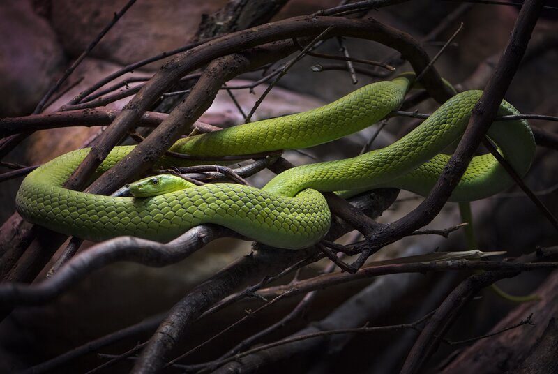 Green Snake on Branches