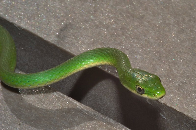 Green Snake on Concrete