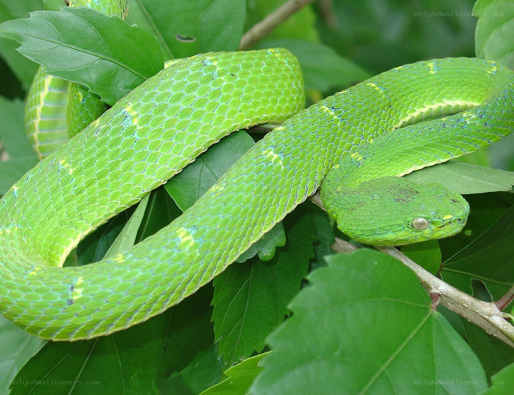 green snake on leafy branch