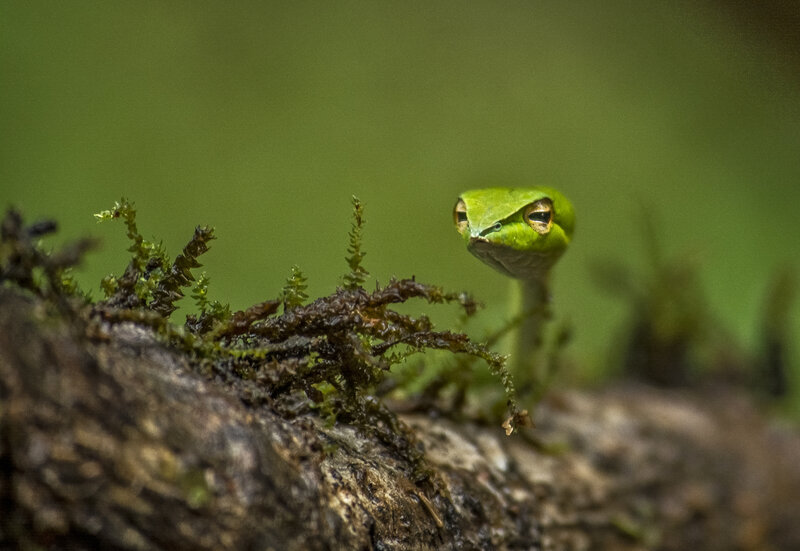Green Snake on Log — Natural