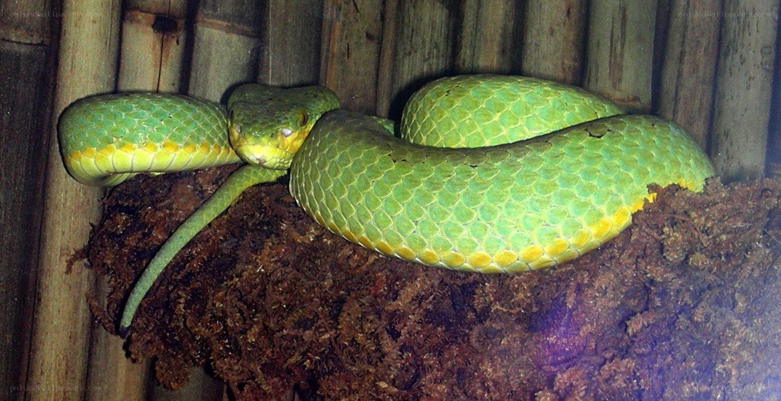 green snake on log