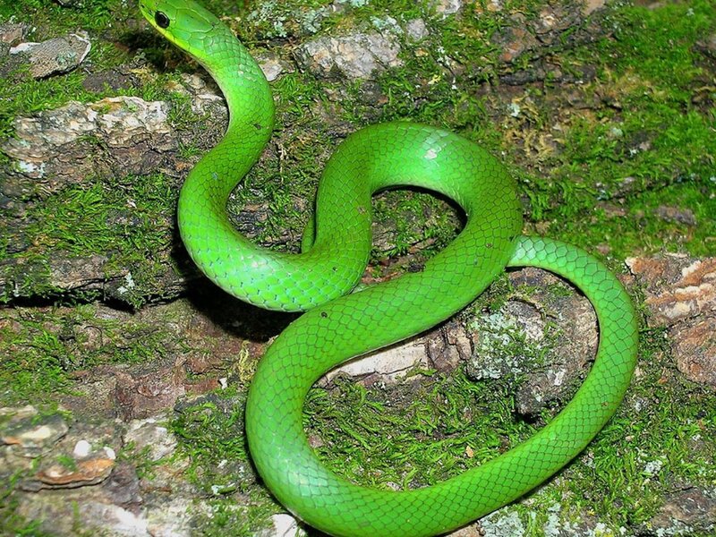 Green Snake on Moss