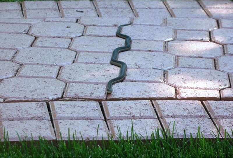 Green Snake on Pavement