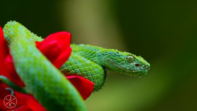 Green Snake on Red Flower