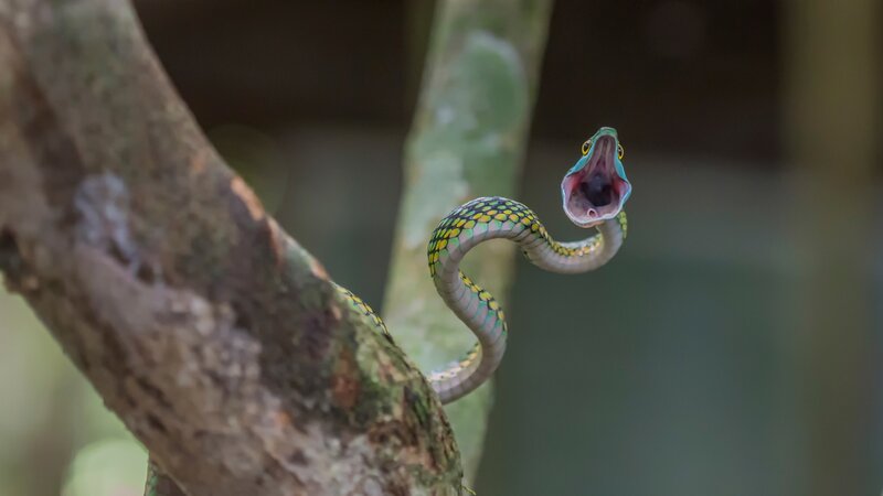 Green Snake on Tree Branch — Dramatic