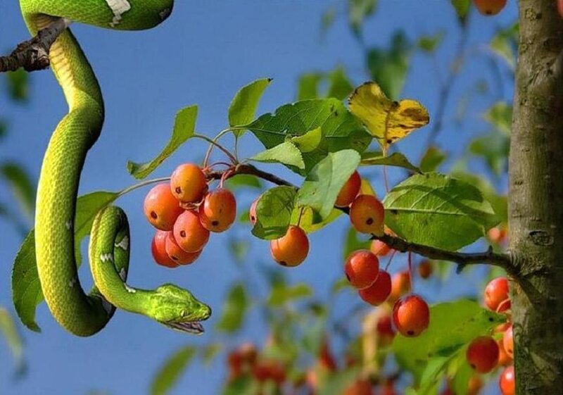 Green Snake on Tree Branch