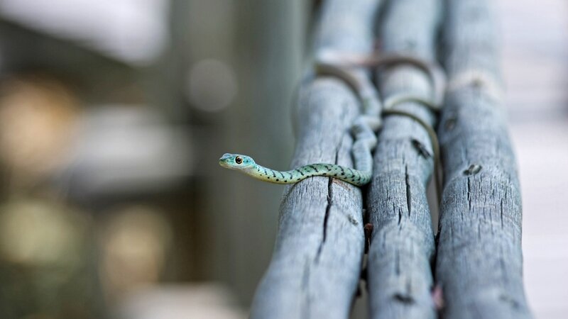 Green Snake on Wood
