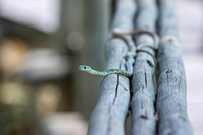 green snake on wooden rail
