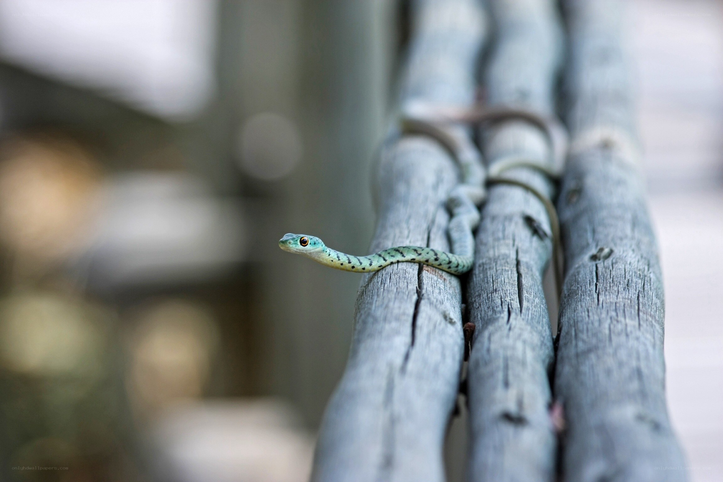 green snake on wooden rail