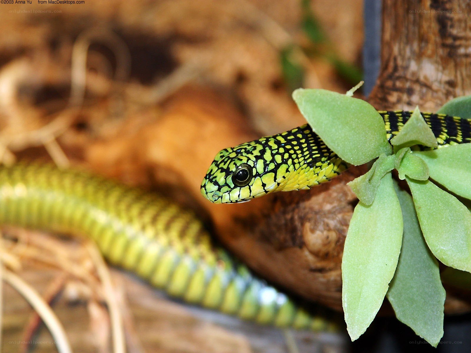 green snake with black spots