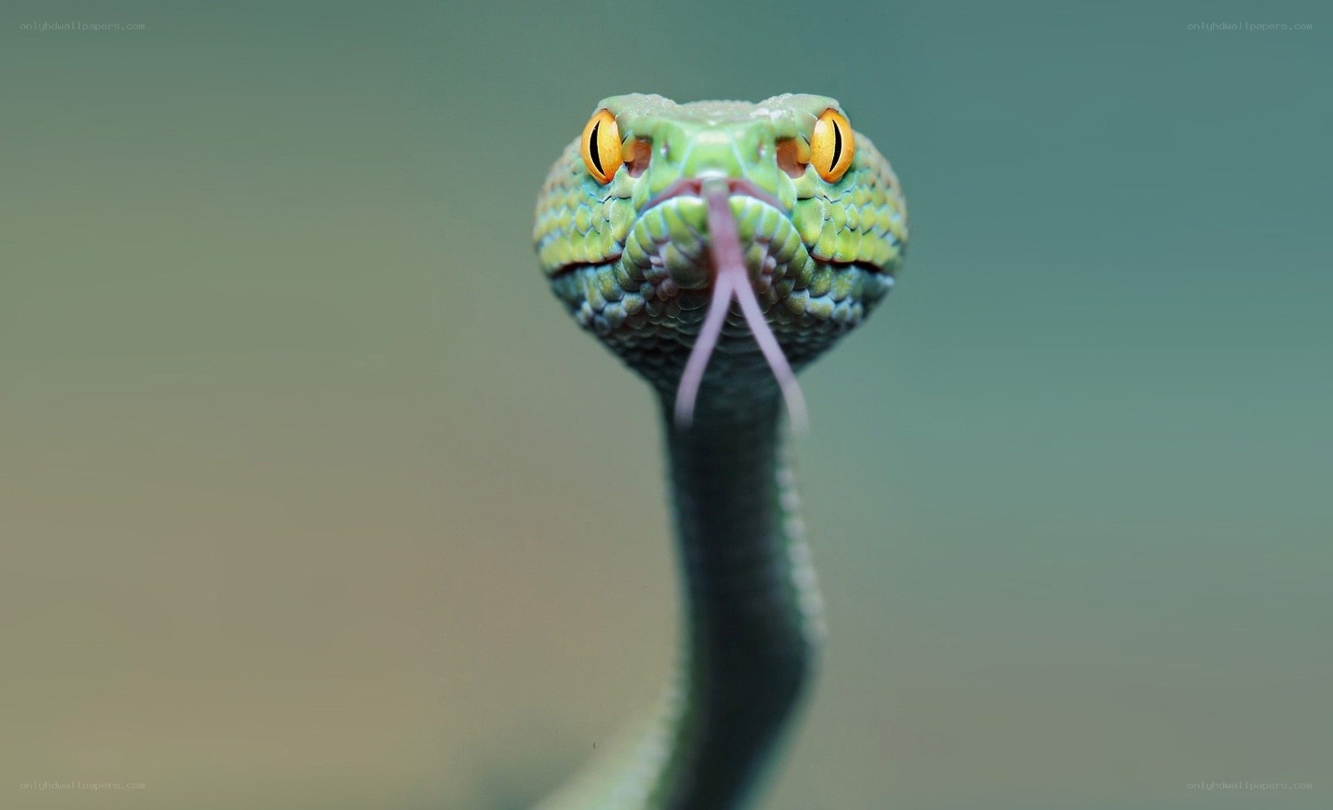 green snake with forked tongue