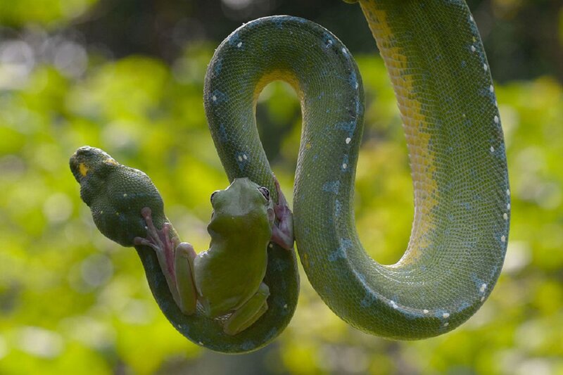 Green Snake with Frog — Dramatic