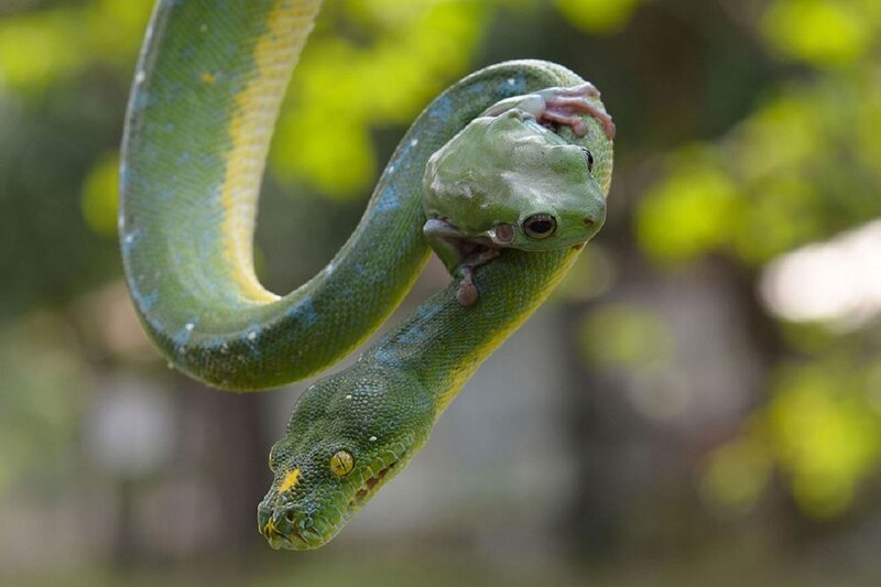 Green Snake with Frog — Natural, Afternoon