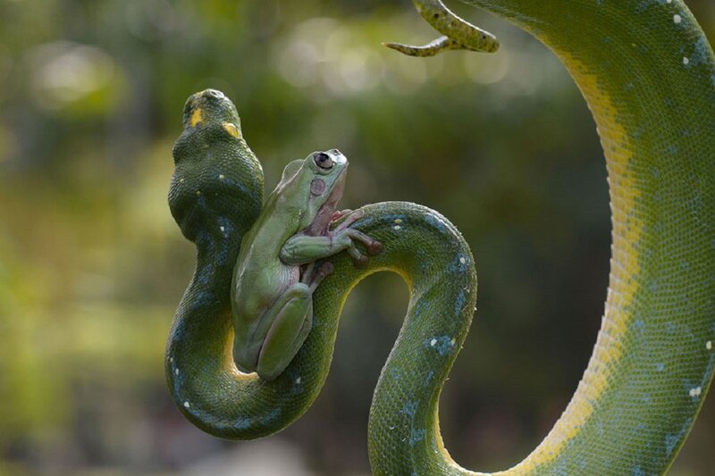 Green Snake with Frog — Natural