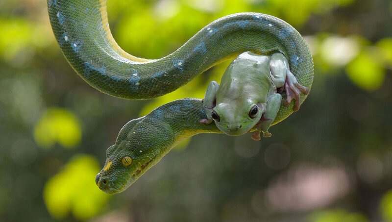 Green Snake with Frog