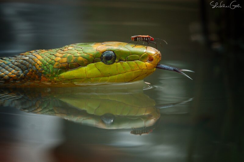 Green Snake with Insect