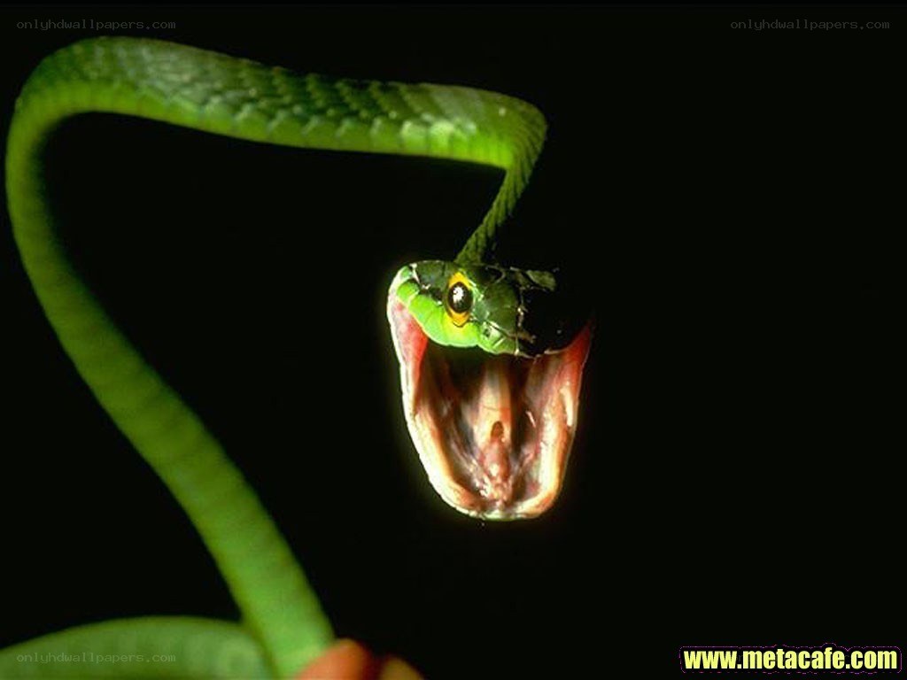 green snake with open mouth