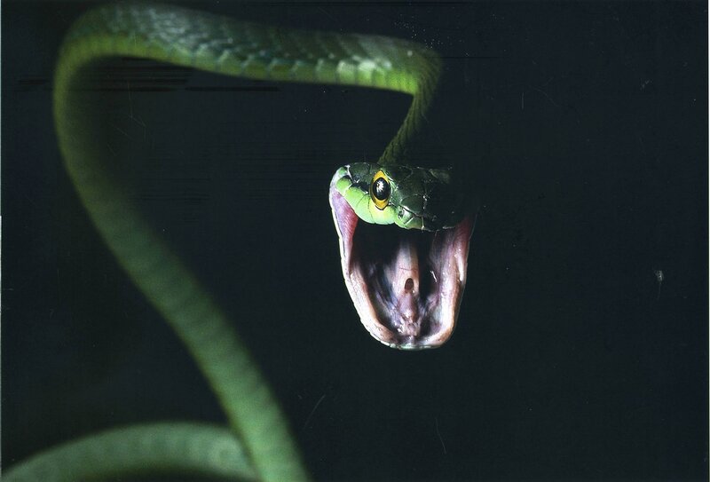 Green snake with open mouth