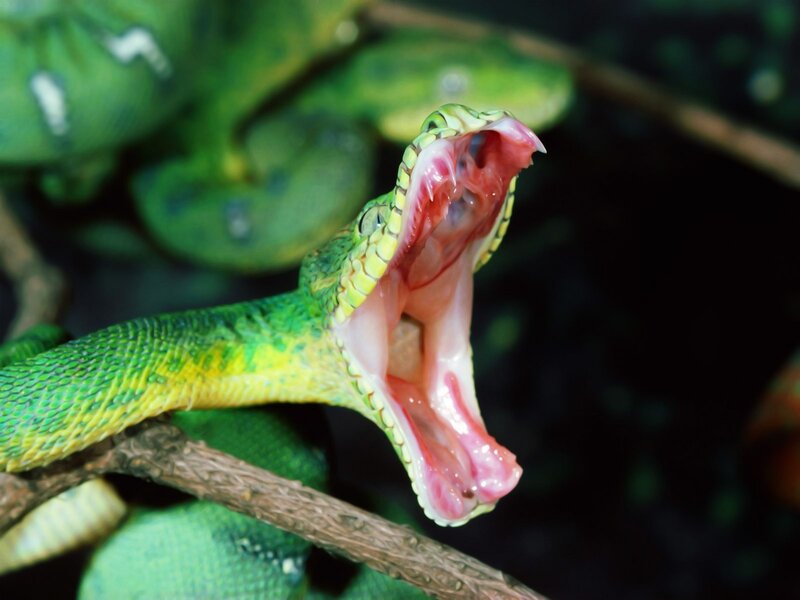 green snake with open mouth