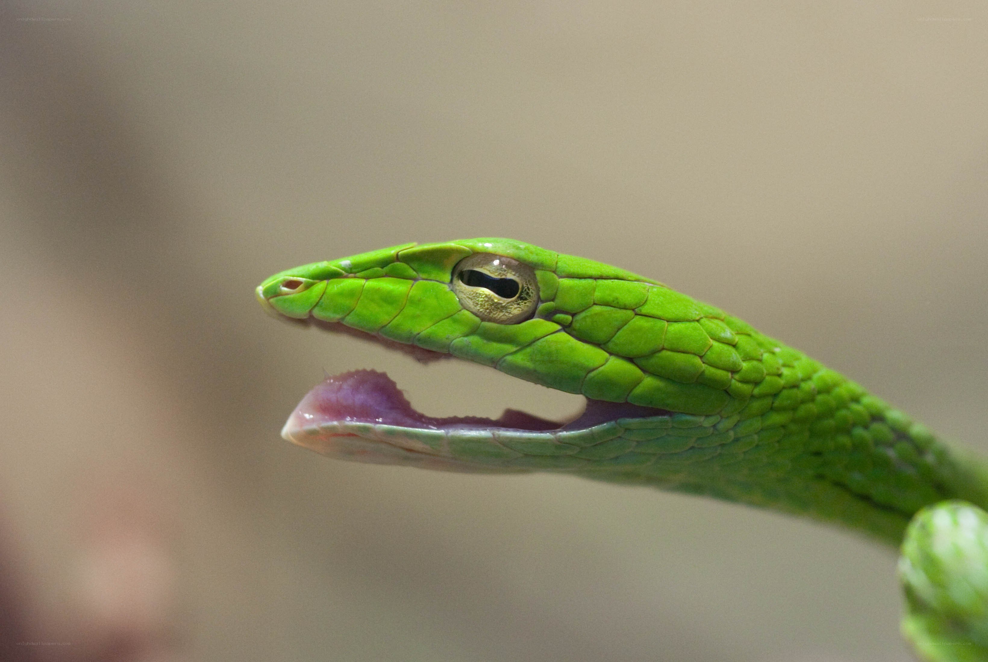 green snake with open mouth