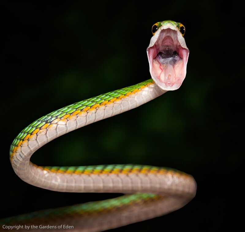 Green snake with open mouth