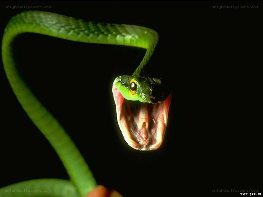 Green snake with open mouth