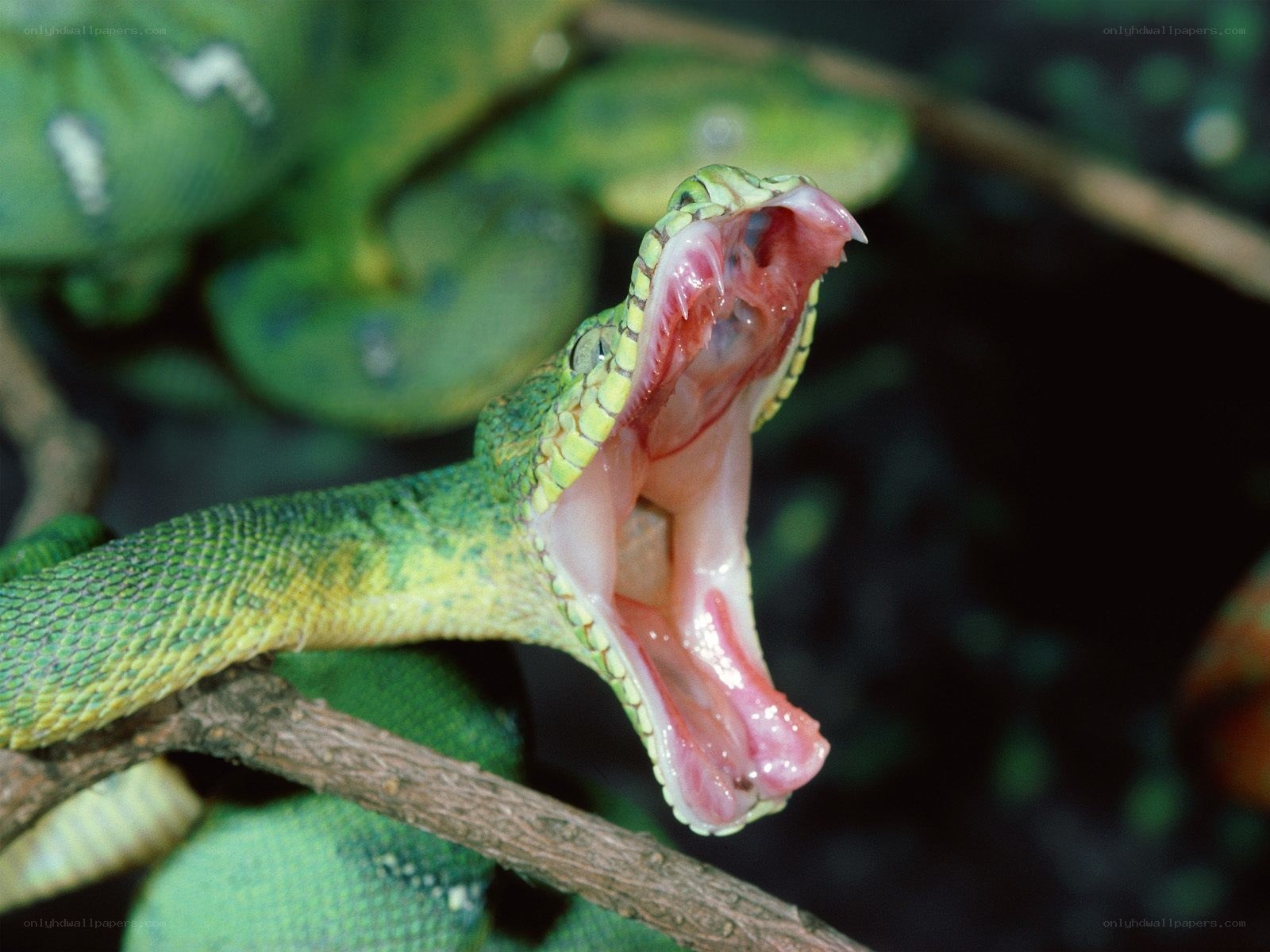 green snake with open mouth