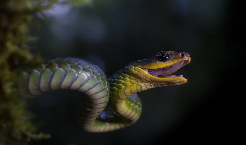 Green Snake with Open Mouth — Dramatic, Night