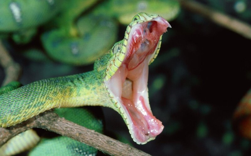 Green Snake with Open Mouth — Dramatic, Photograph, Branch, Forest, Pink