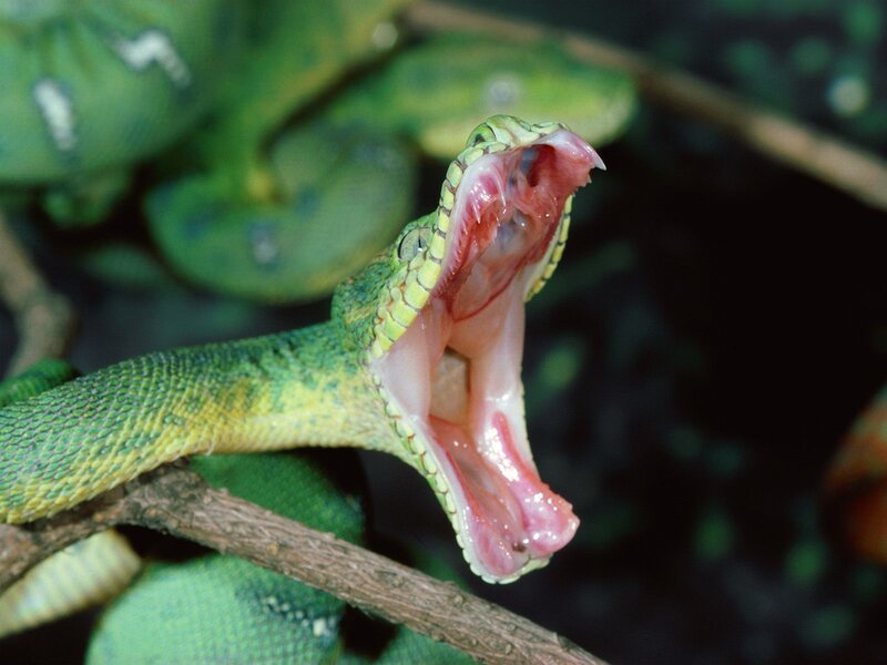Green Snake with Open Mouth — Dramatic, Photograph, Branch, Forest