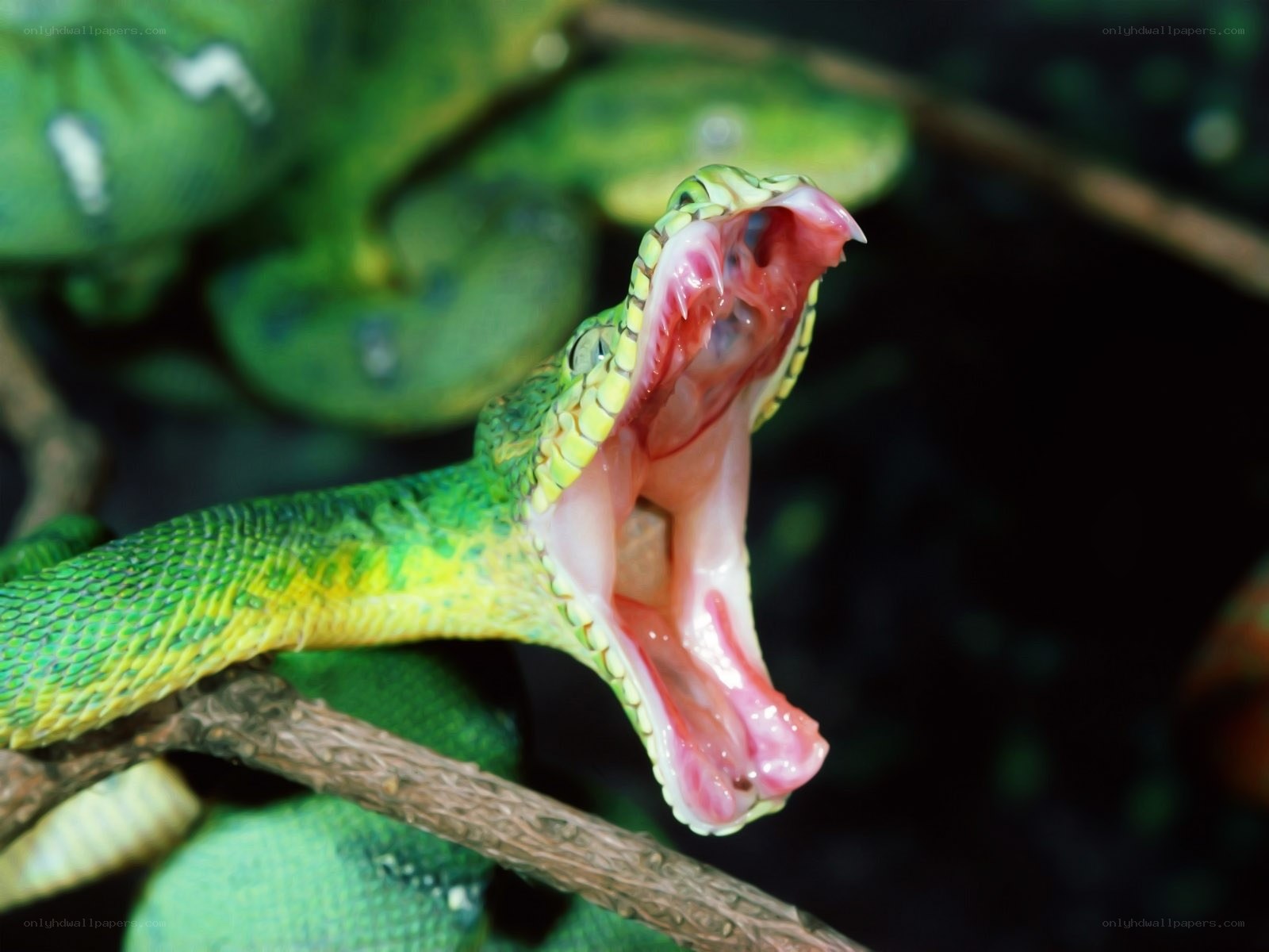 green snake with open mouth