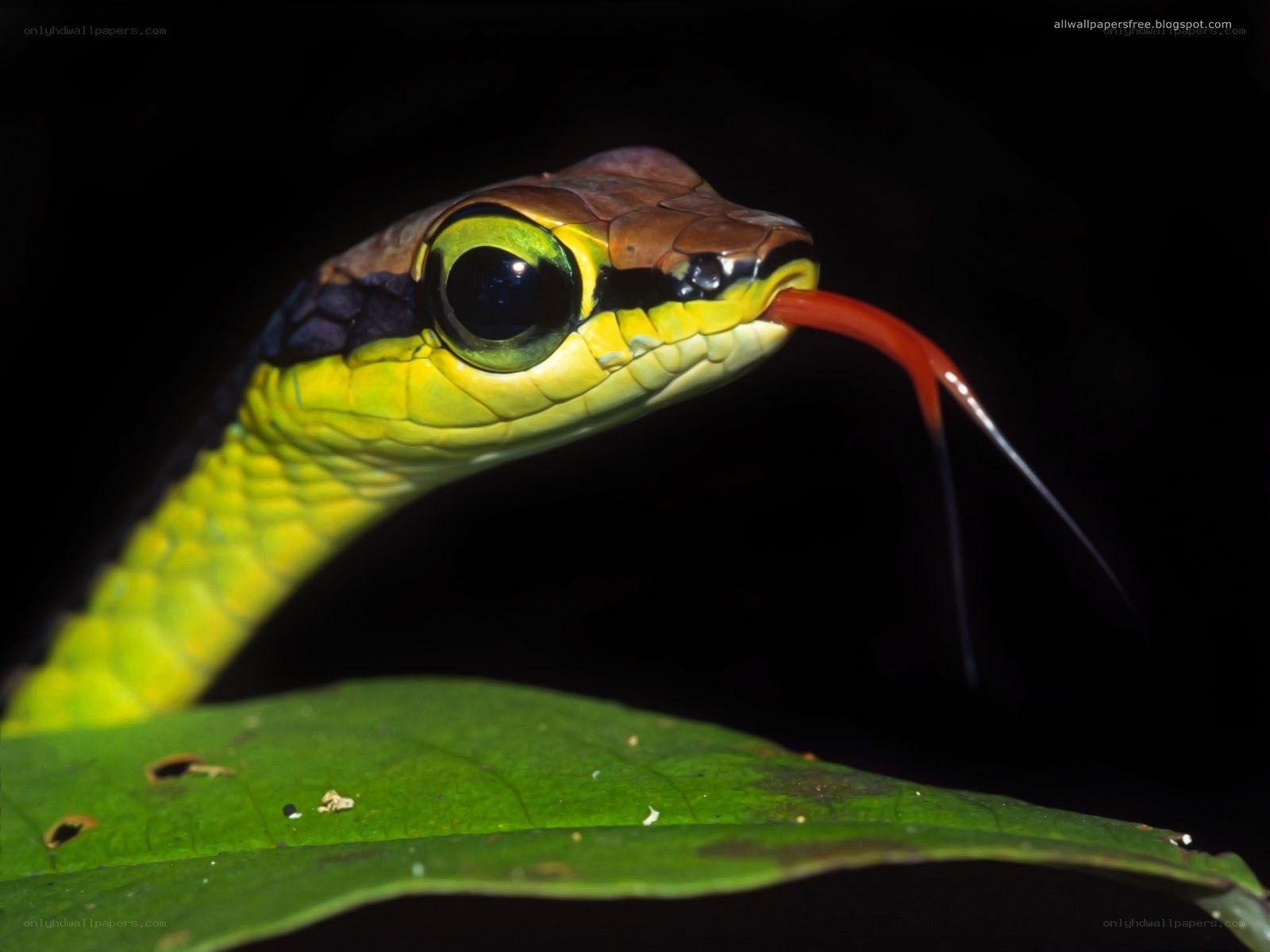 green snake with red tongue