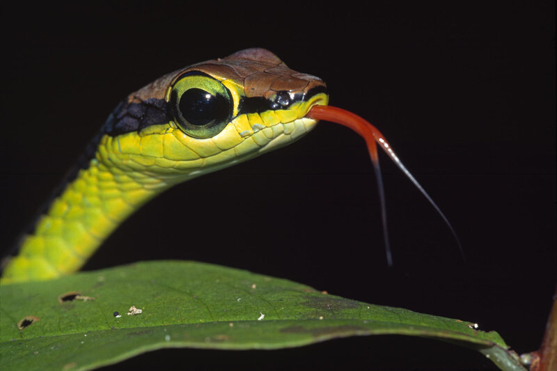 green snake with red tongue
