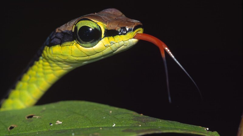 green snake with red tongue
