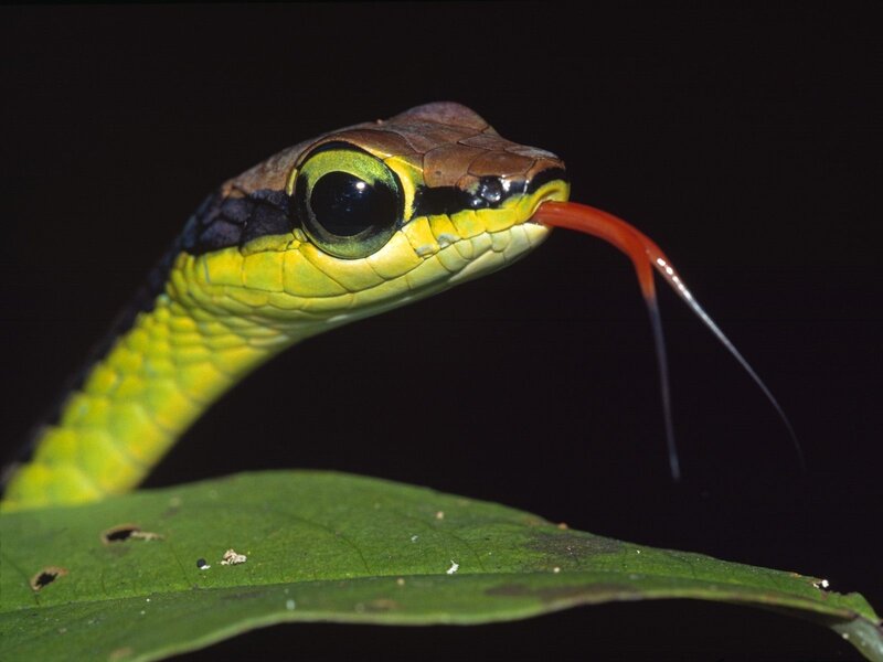 Green Snake with Red Tongue — Dramatic, Night