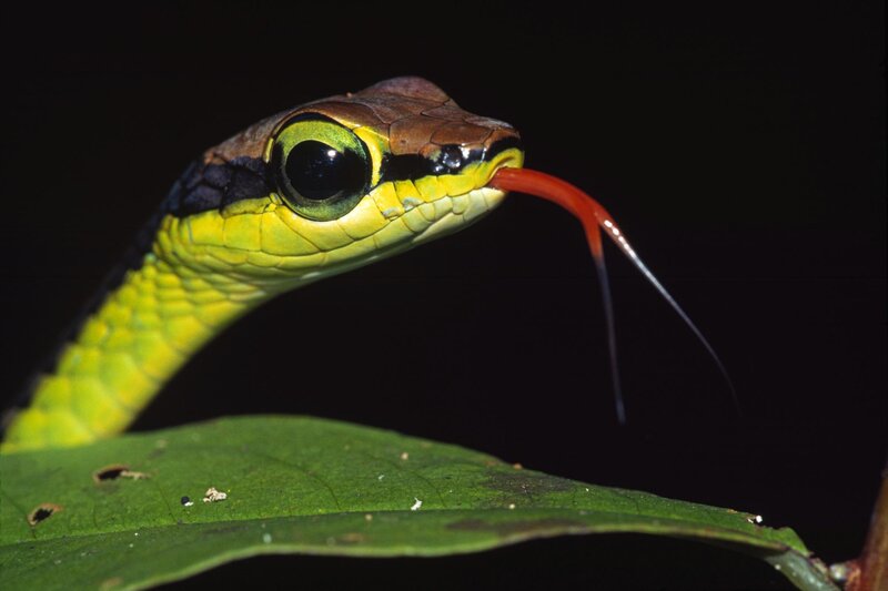 Green Snake with Red Tongue — Dramatic