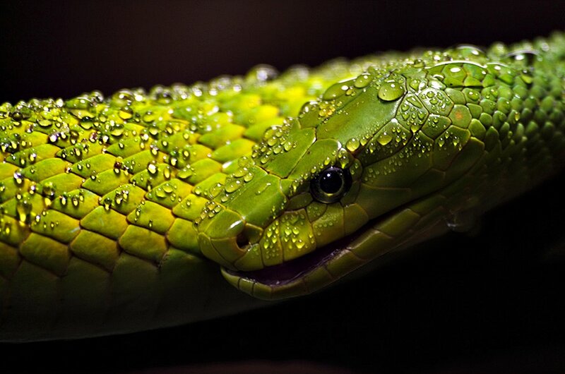 Green Snake with Water Droplets