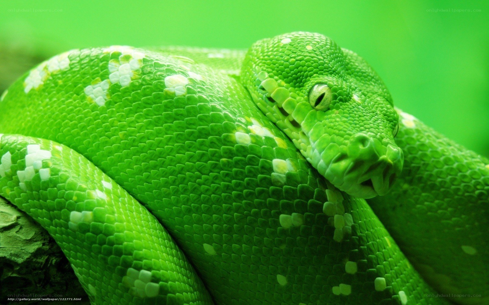 green snake with white spots