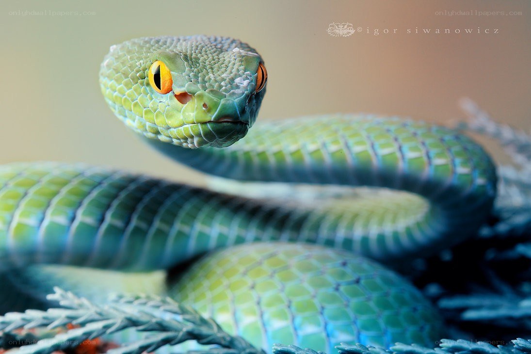 green snake with yellow eyes
