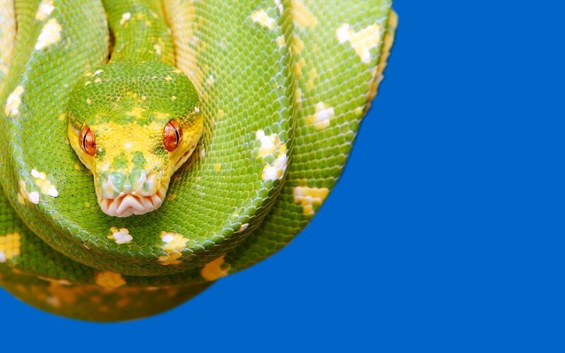 green snake with yellow spots