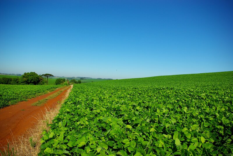 Green Soybean Field