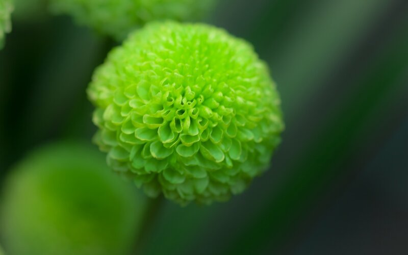 Green Spherical Flower