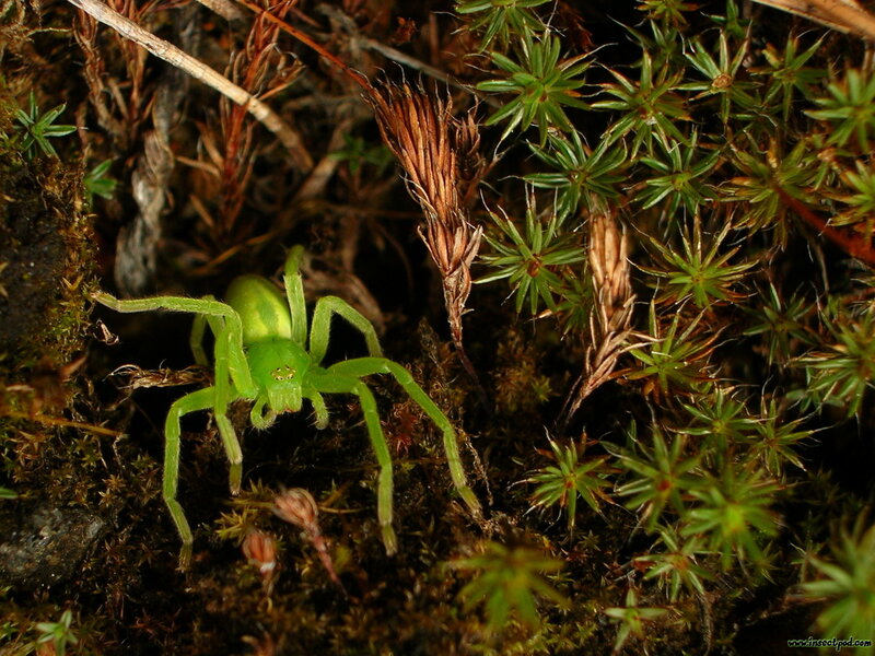green spider in moss