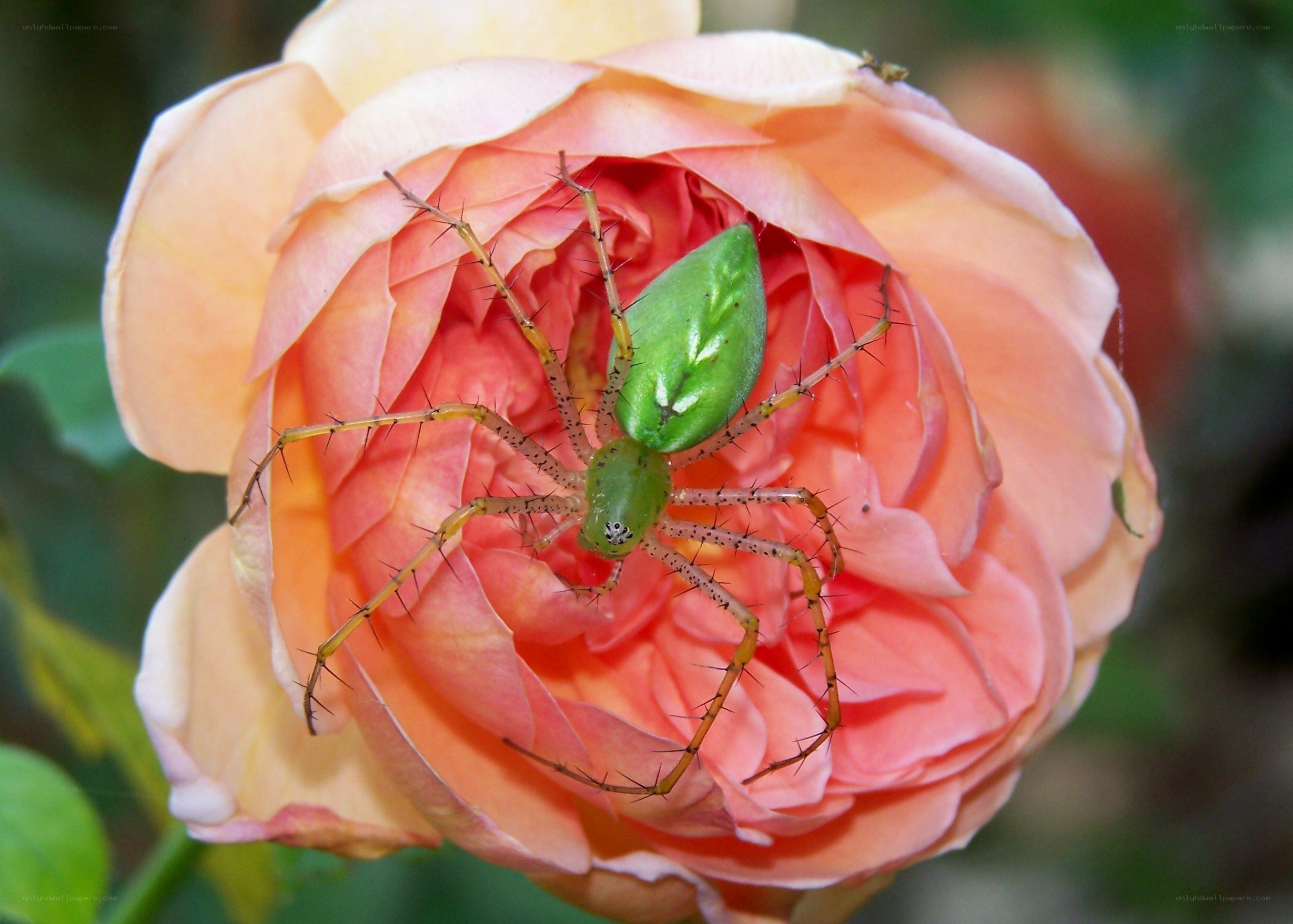 green spider on a rose