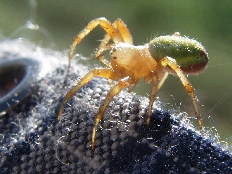 green spider on fabric